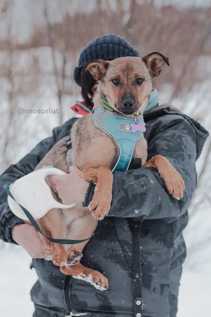 СОБАКА ЛАСКА - выпускник из приюта Щербинка для бездомных животных, Москва и Московская область | mospriut