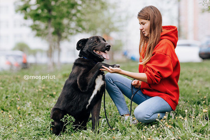 СОБАКА ВОКЕР  из приюта Щербинка для бездомных животных, Москва и Московская область | mospriut