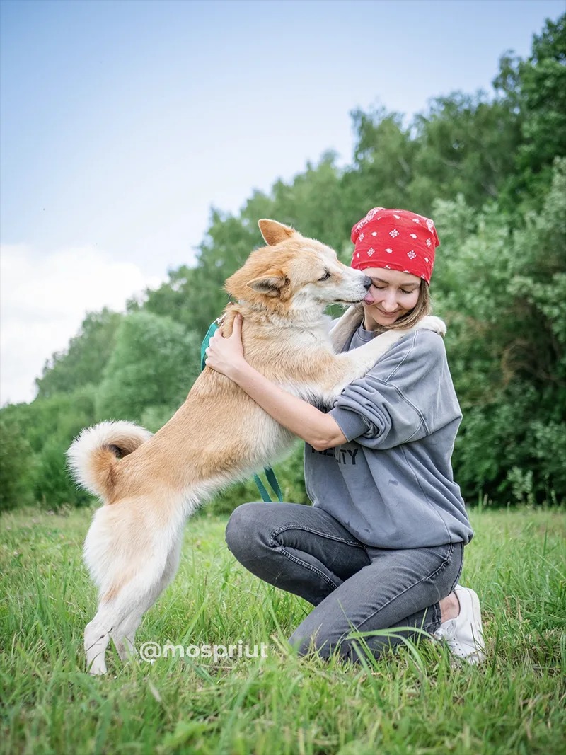 СОБАКА ХОЛЛИ  из приюта Щербинка для бездомных животных, Москва и Московская область | mospriut