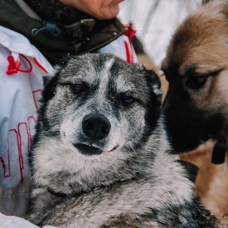 СОБАКА ЛАЙЗА  из приюта Щербинка для бездомных животных, Москва и Московская область | mospriut