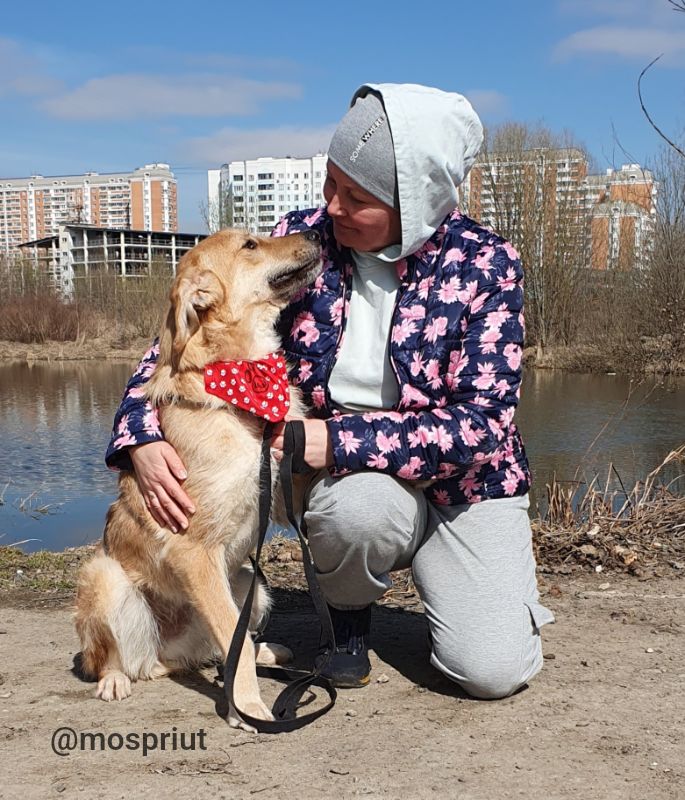 СОБАКА ЛИСЯ  из приюта Щербинка для бездомных животных, Москва и Московская область | mospriut