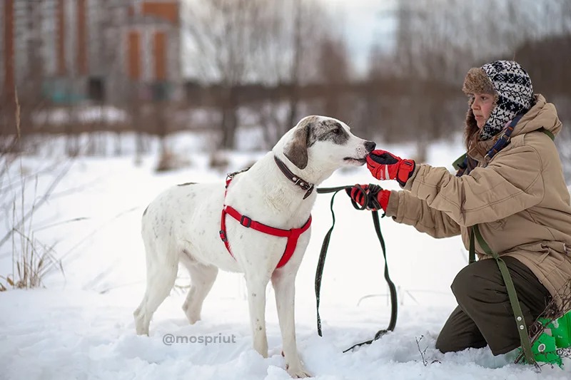 СОБАКА ЛОРД  из приюта Щербинка для бездомных животных, Москва и Московская область | mospriut