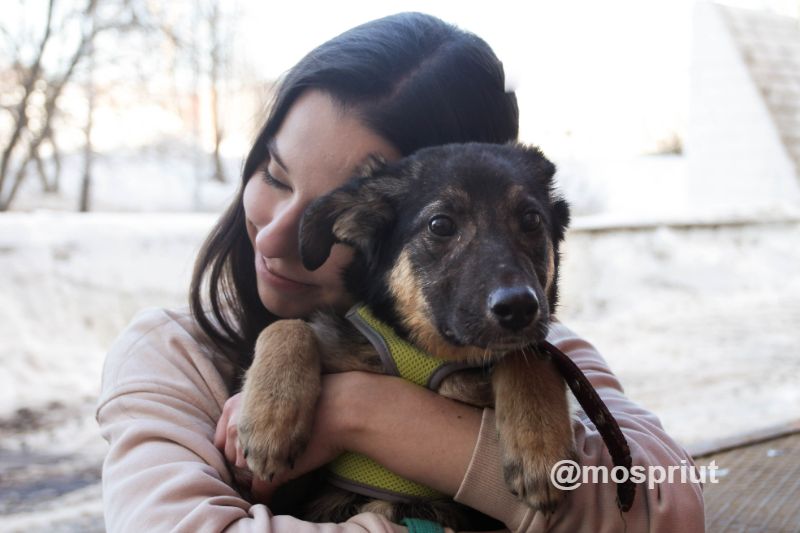 СОБАКА АЙЯ  из приюта Щербинка для бездомных животных, Москва и Московская область | mospriut