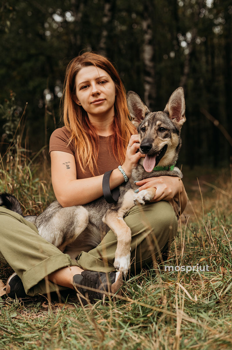 СОБАКА ФИБИ  из приюта Щербинка для бездомных животных, Москва и Московская область | mospriut