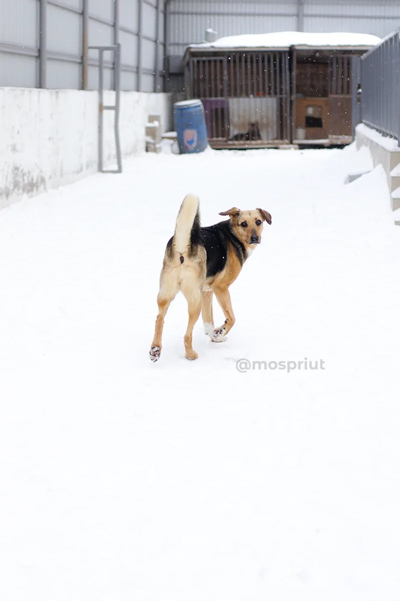 СОБАКА ПАМЕЛА  из приюта Щербинка для бездомных животных, Москва и Московская область | mospriut
