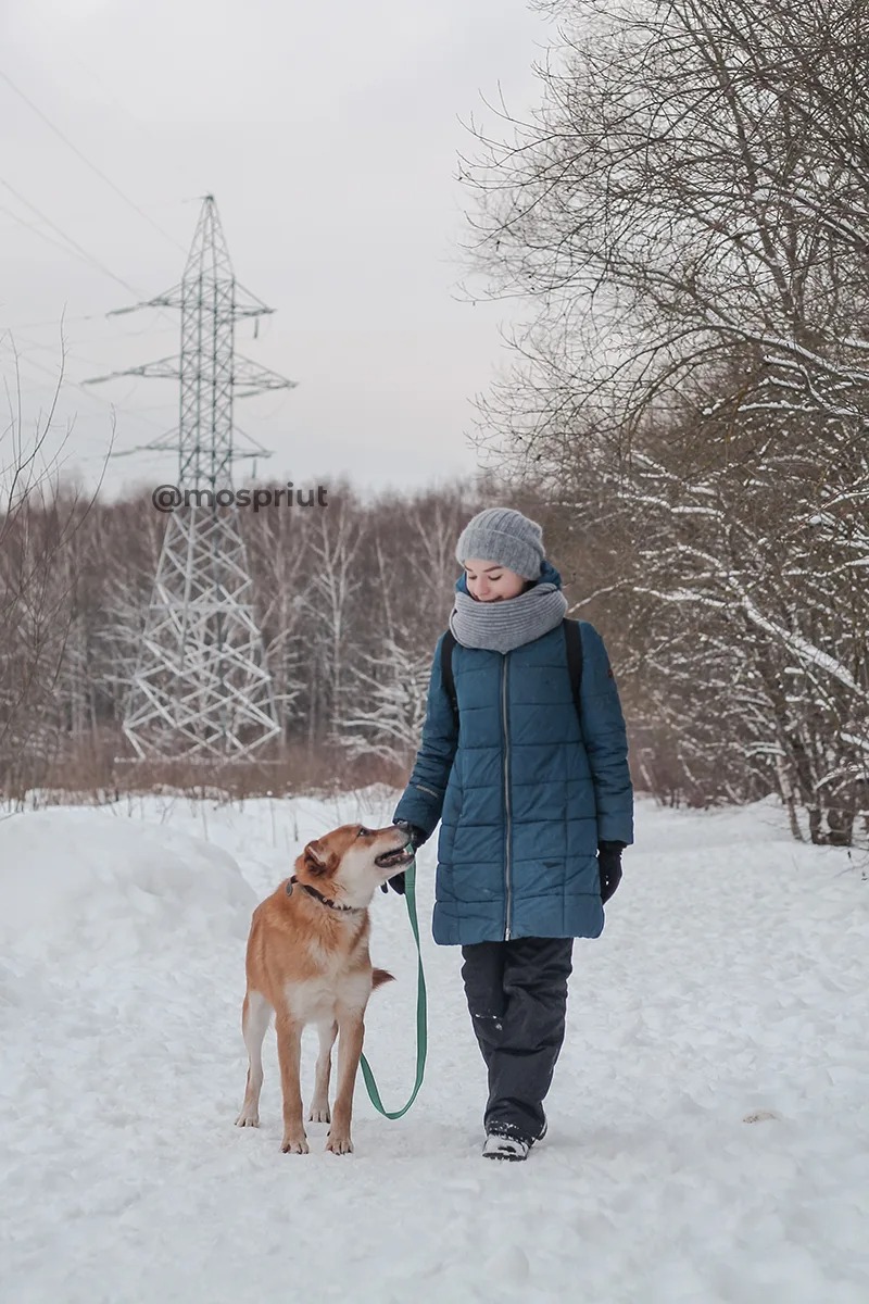 СОБАКА ЛИНЧ  из приюта Щербинка для бездомных животных, Москва и Московская область | mospriut