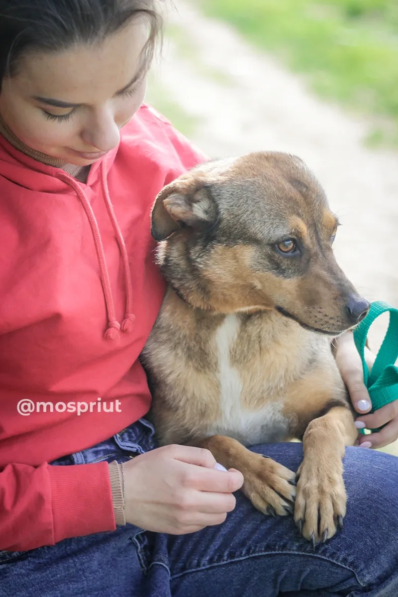 СОБАКА ИРМА  из приюта Щербинка для бездомных животных, Москва и Московская область | mospriut