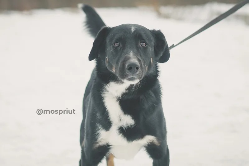 СОБАКА СЭБО  из приюта Щербинка для бездомных животных, Москва и Московская область | mospriut